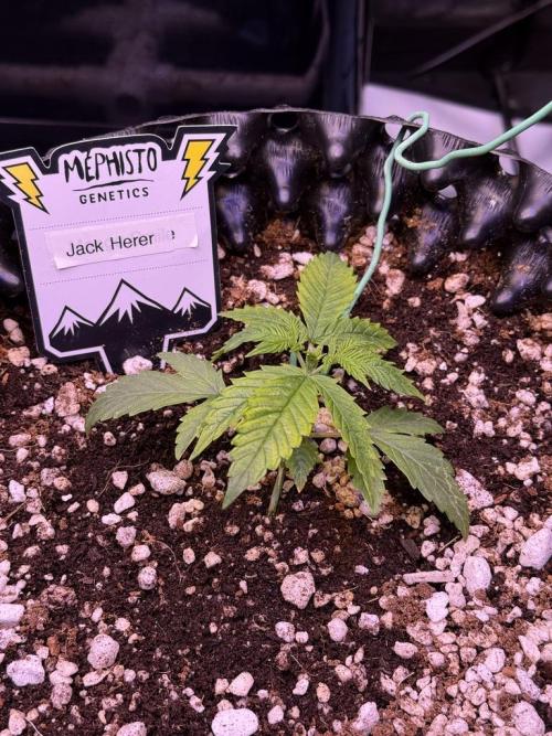 Jack Herer Auto. Week 3 - Day 16
