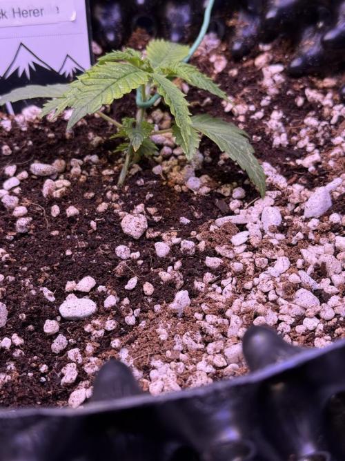 Jack Herer Auto. Week 3 - Day 16