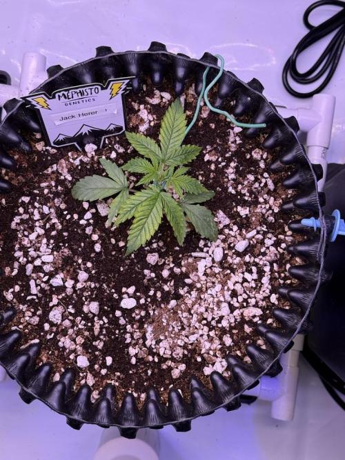 Jack Herer Auto. Week 3 - Day 16
