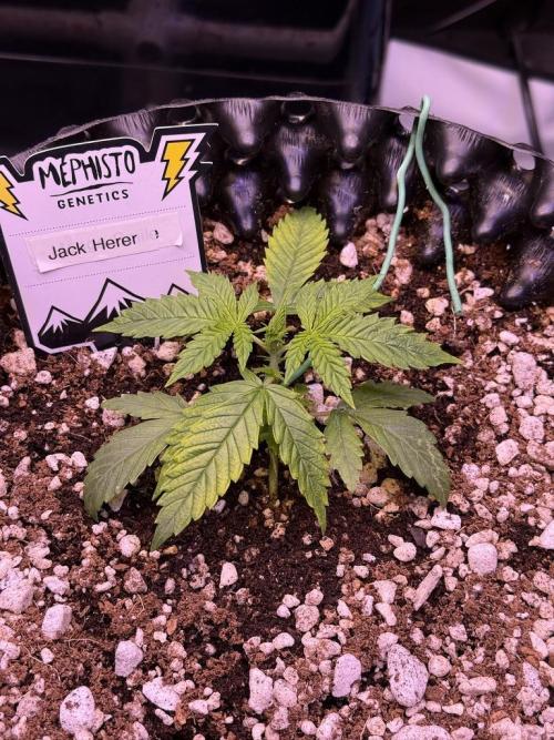 Jack Herer Auto. Week 3 - Day 17