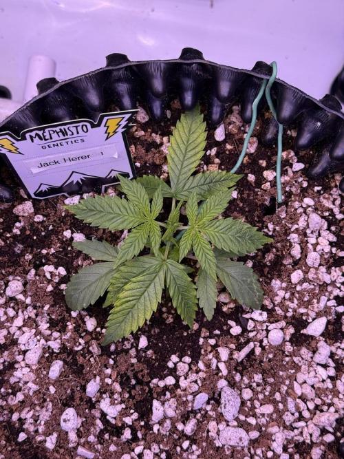 Jack Herer Auto. Week 3 - Day 17