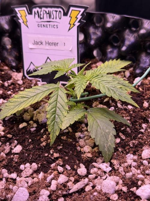 Jack Herer Auto. Week 3 - Day 17
