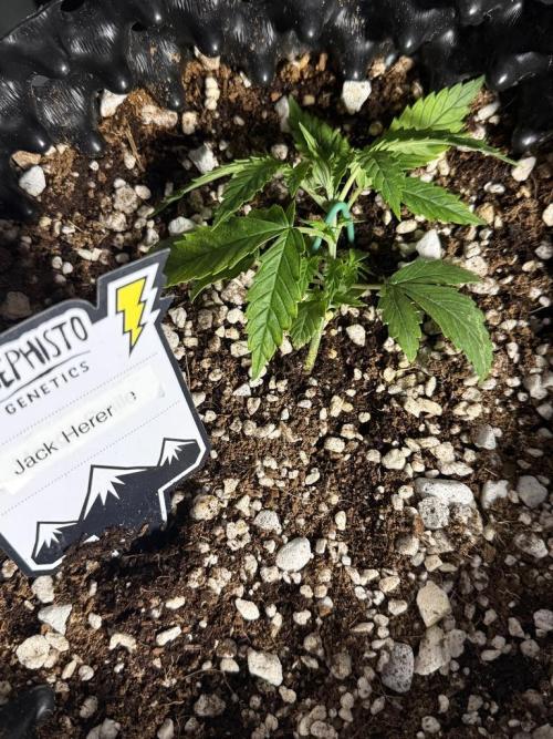 Jack Herer Auto. Week 3 - Day 17-Start LST
