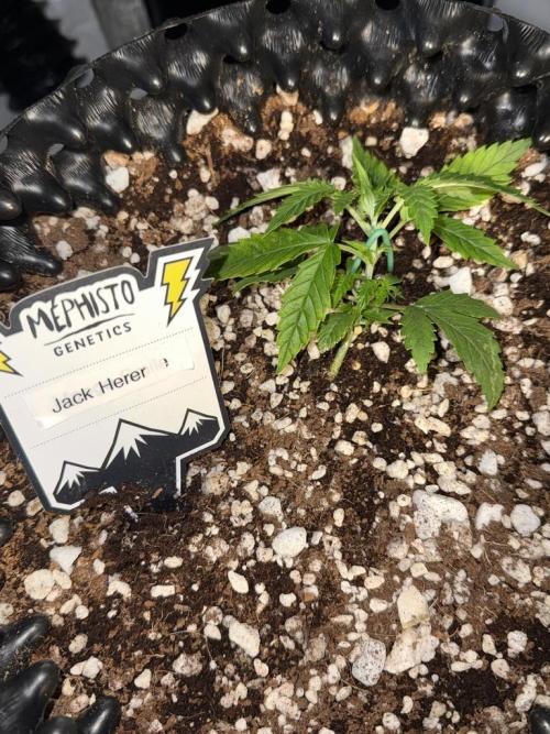 Jack Herer Auto. Week 3 - Day 17-Start LST
