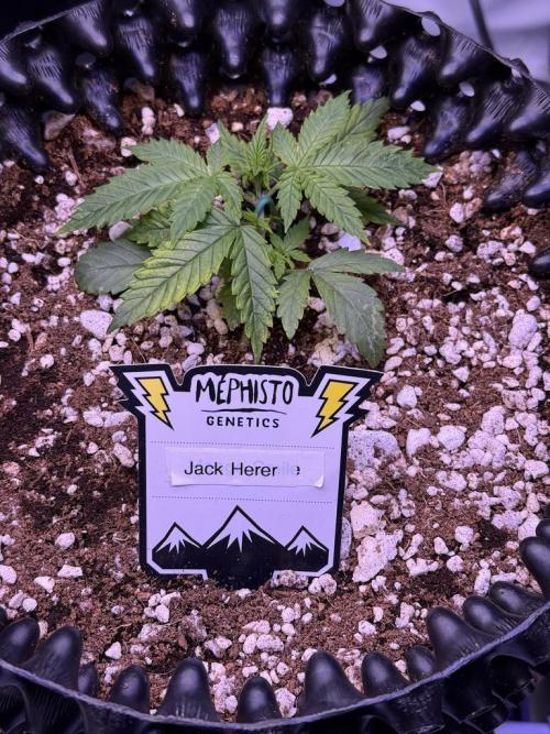 Jack Herer Auto. Week 3 - Day 18