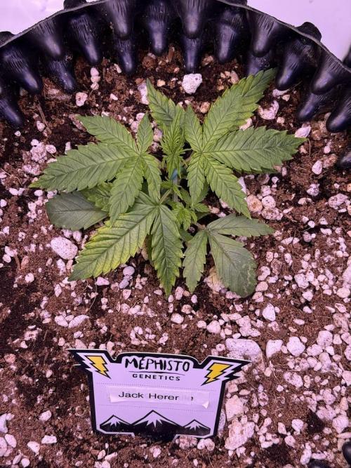Jack Herer Auto. Week 3 - Day 18
