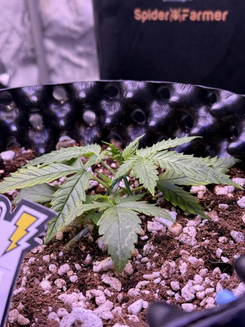 Jack Herer Auto. Week 3 - Day 18