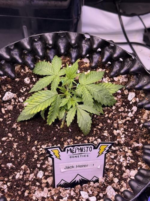 Jack Herer Auto. Week 3 - Day 19