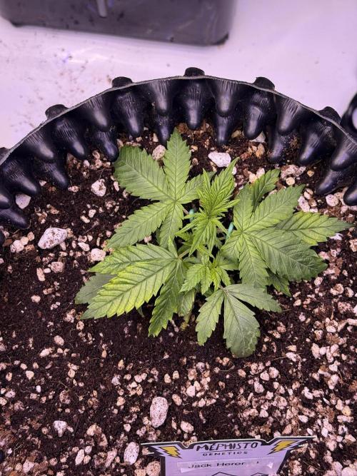 Jack Herer Auto. Week 3 - Day 19