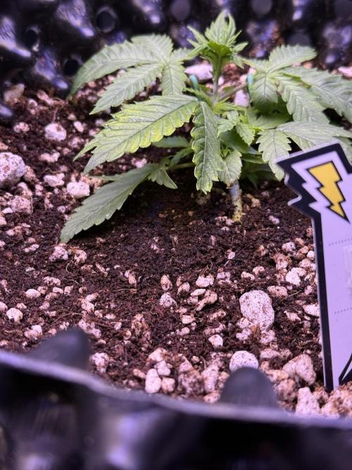 Jack Herer Auto. Week 3 - Day 19
