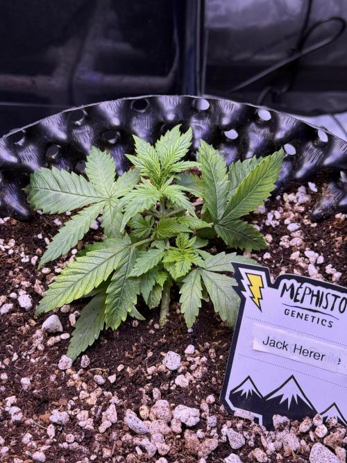 Jack Herer Auto. Week 3 - Day 20