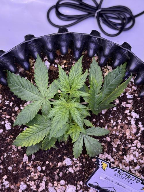 Jack Herer Auto. Week 3 - Day 20