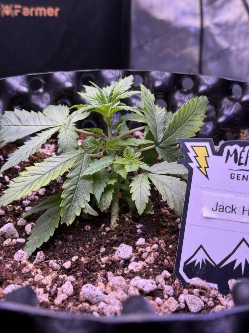 Jack Herer Auto. Week 3 - Day 20