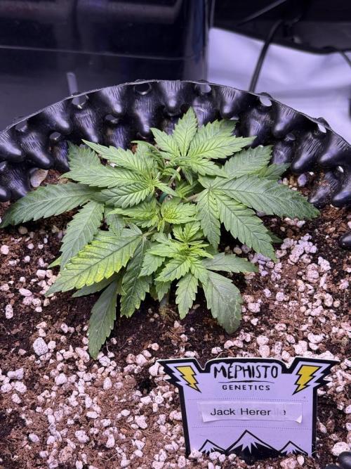 Jack Herer Auto. Week 3 - Day 21