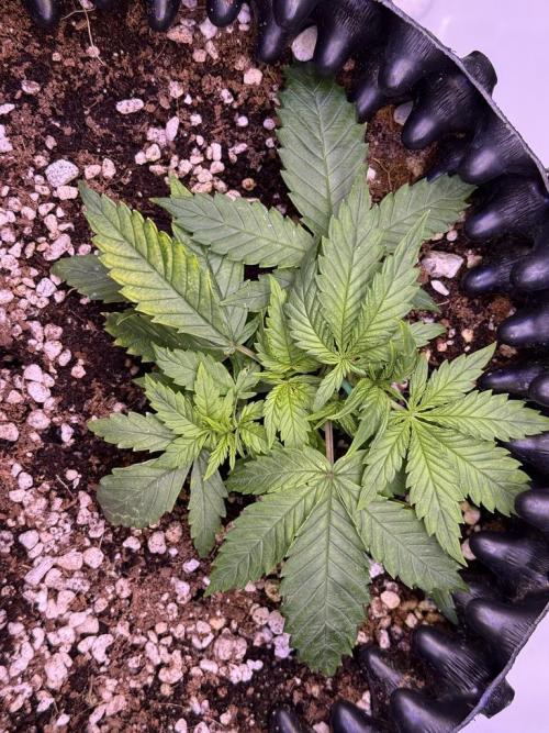 Jack Herer Auto. Week 3 - Day 21