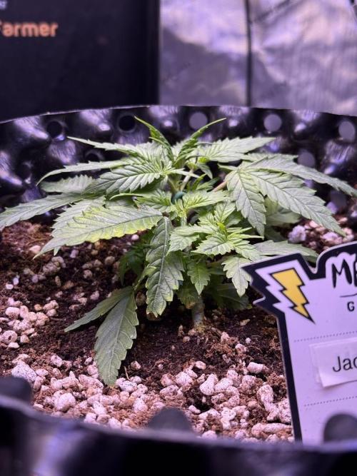 Jack Herer Auto. Week 3 - Day 21
