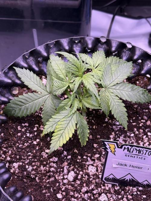 Jack Herer Auto. Week 4 - Day 22