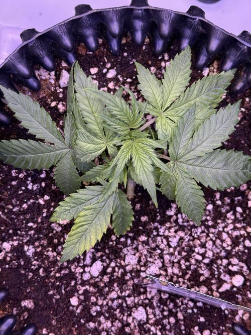 Jack Herer Auto. Week 4 - Day 22