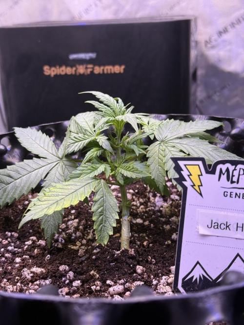 Jack Herer Auto. Week 4 - Day 22