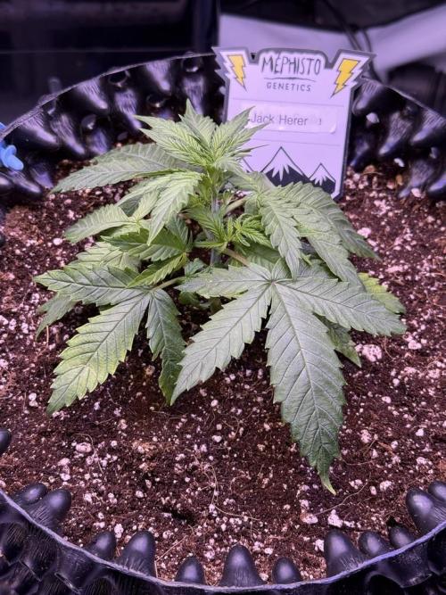 Jack Herer Auto. Week 4 - Day 23