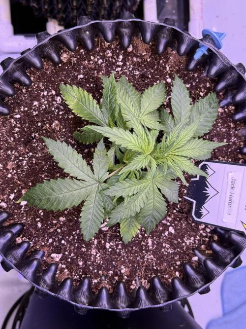 Jack Herer Auto. Week 4 -  Day 23