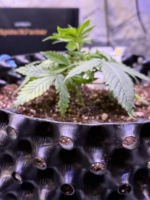Jack Herer Auto. Week 4 -  Day 23