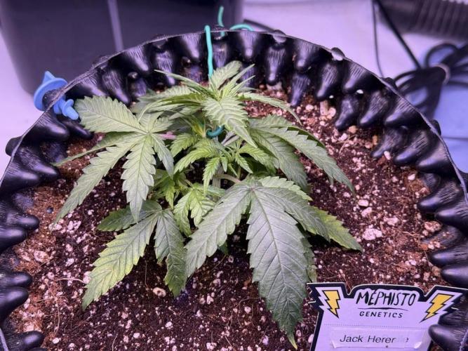 Jack Herer Auto. Week 4 - Day 24