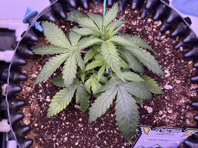 Jack Herer Auto. Week 4 - Day 24