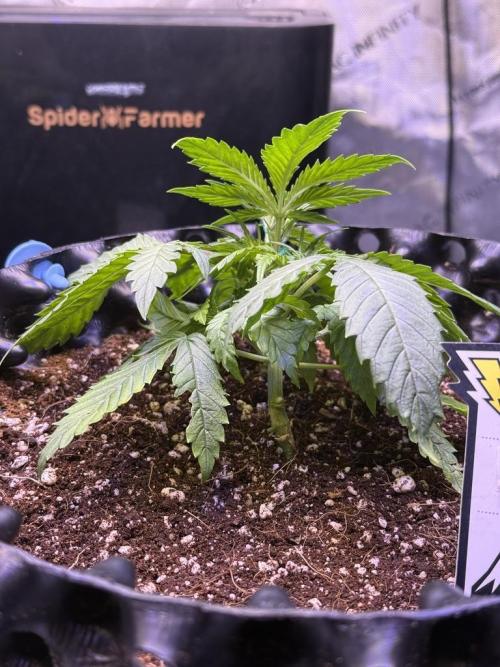 Jack Herer Auto. Week 4 - Day 24