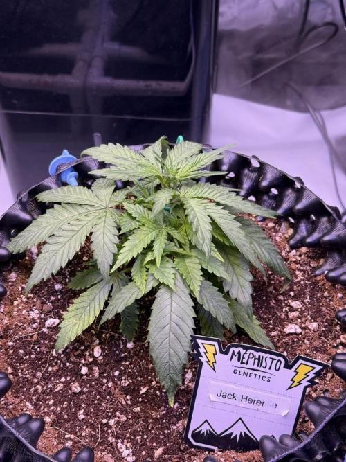 Jack Herer Auto. Week 4 - Day 25