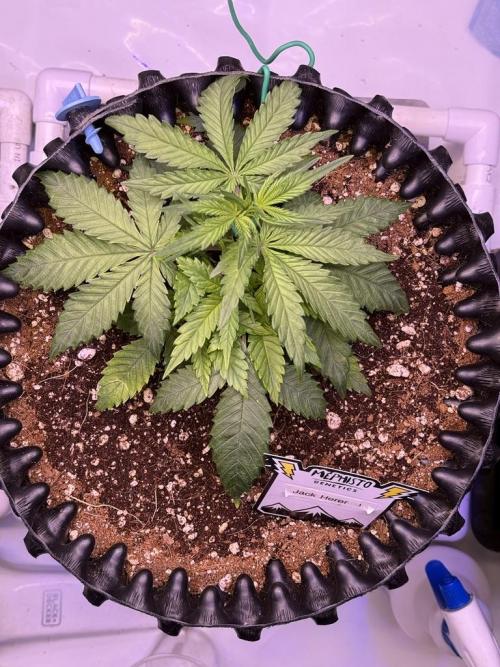 Jack Herer Auto. Week 4 - Day 25