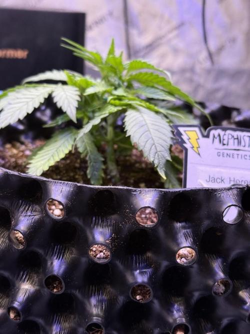 Jack Herer Auto. Week 4 - Day 25