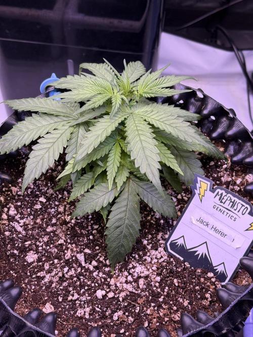 Jack Herer Auto. Week 4 - Day 26