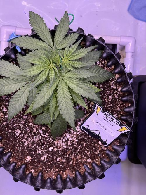 Jack Herer Auto. Week 4 - Day 26