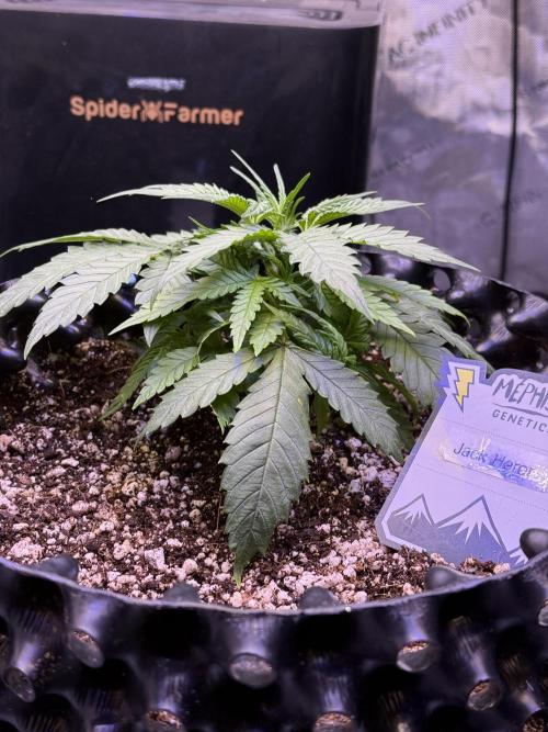Jack Herer Auto. Week 4 - Day 26