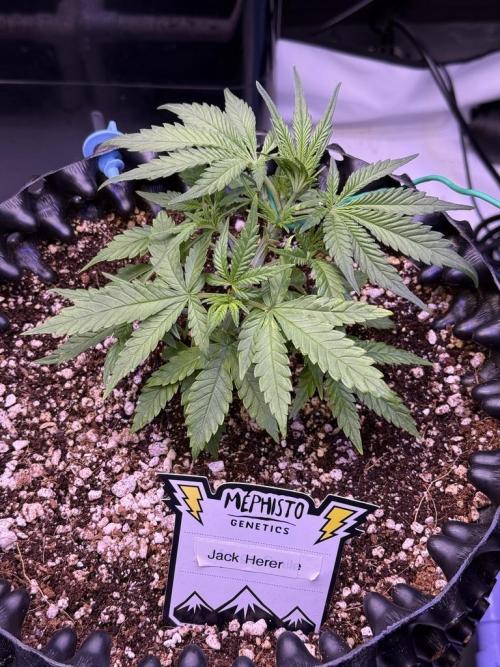 Jack Herer Auto. Week 4 - Day 27