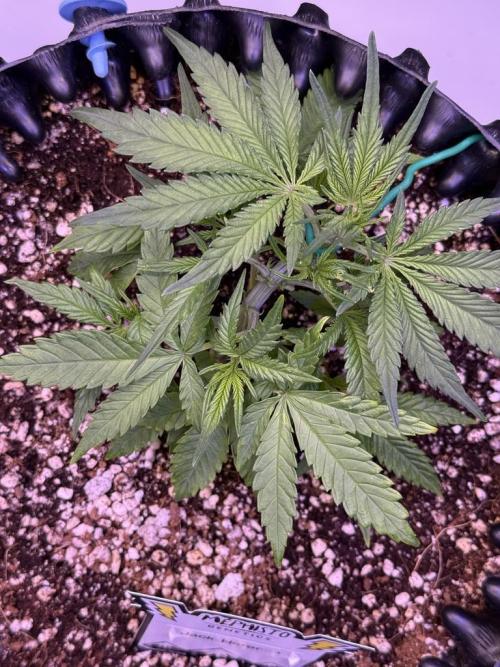 Jack Herer Auto. Week 4 - Day 27
