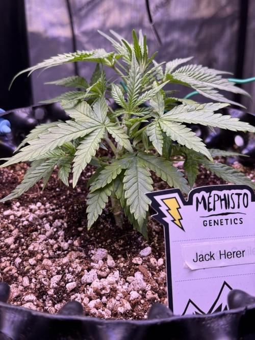 Jack Herer Auto. Week 4 - Day 27