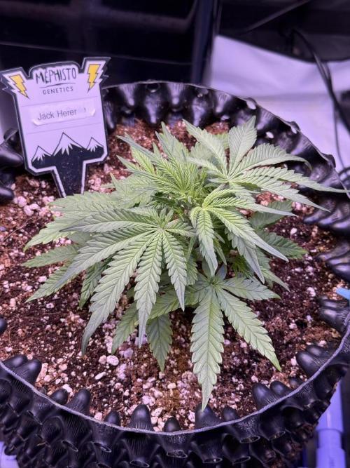 Jack Herer Auto. Week 4 - Day 28