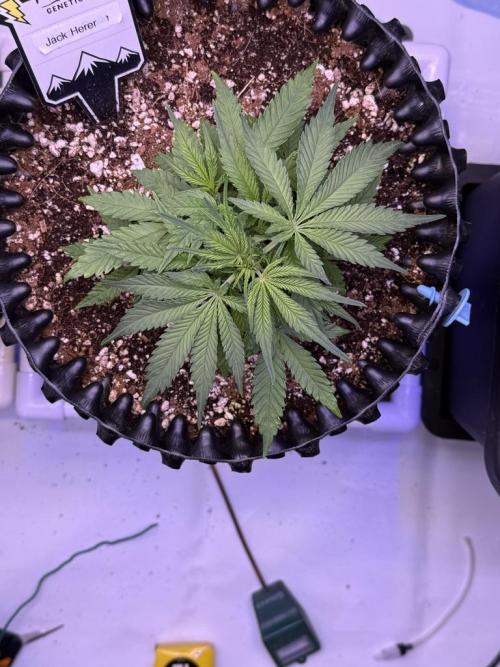 Jack Herer Auto. Week 4 - Day 28