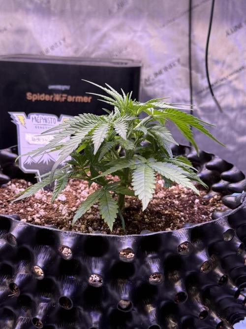 Jack Herer Auto. Week 4 - Day 28