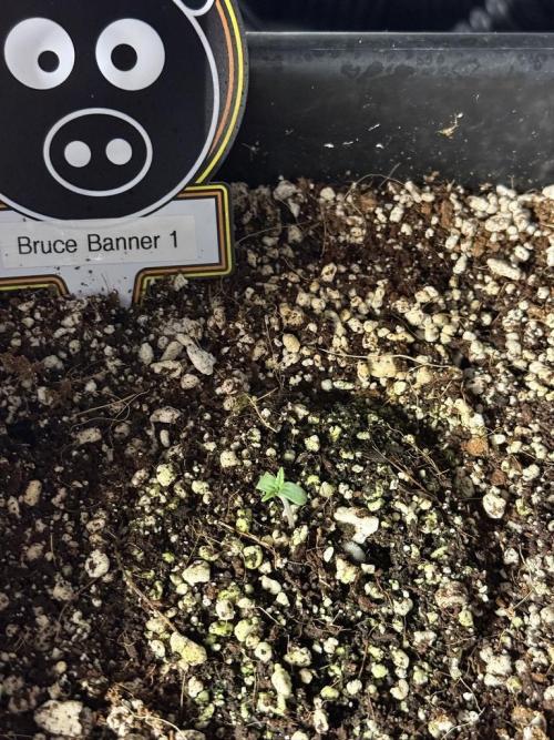 Bruce Banner 3- Autopot v Airpots. Week 0 - B1-2/20 Sprouts