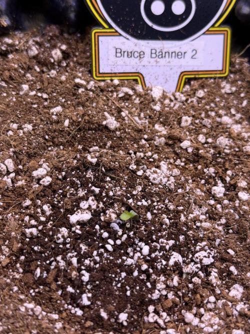 Bruce Banner 3- Autopot v Airpots. Week 0 - B2-Sprouts
