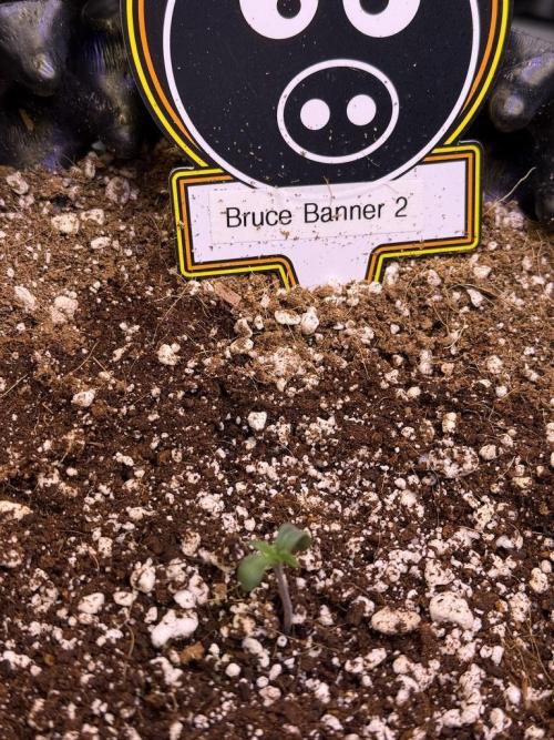 Bruce Banner 3- Autopot v Airpots. Week 1 - B2-Day 1