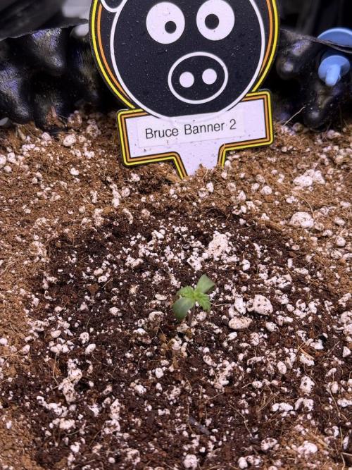Bruce Banner 3- Autopot v Airpots. Week 1 - B2-Day 2