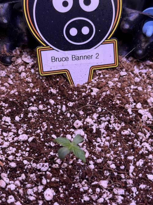 Bruce Banner 3- Autopot v Airpots. Week 1 - B2-Day 3