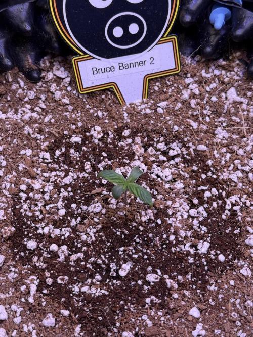 Bruce Banner 3- Autopot v Airpots. Week 1 - B2-Day 4