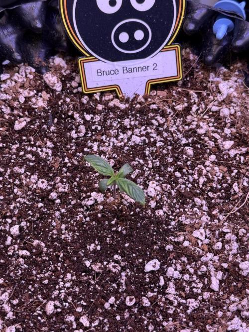 Bruce Banner 3- Autopot v Airpots. Week 1 - B2-Day 5