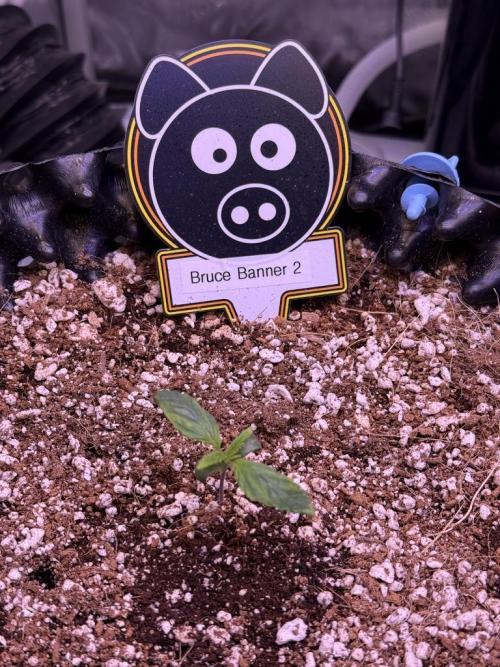 Bruce Banner 3- Autopot v Airpots. Week 1 - B2-Day 6
