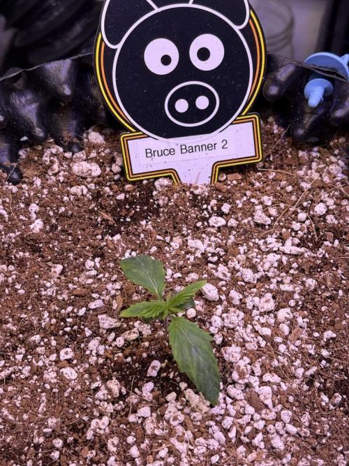 Bruce Banner 3- Autopot v Airpots. Week 1 - B2-Day 7